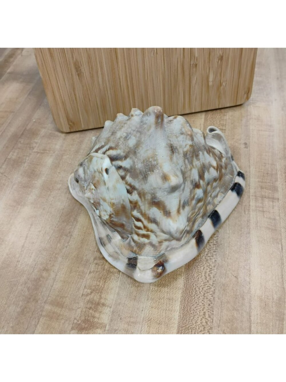 Vintage King Helmet Shell 7” – Large Tiger Striped Conch Seashell Coastal Decor